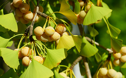 Trees that smell bad include ginkgo