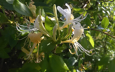 Fragrant shrubs for your yard and garden include honeysuckle