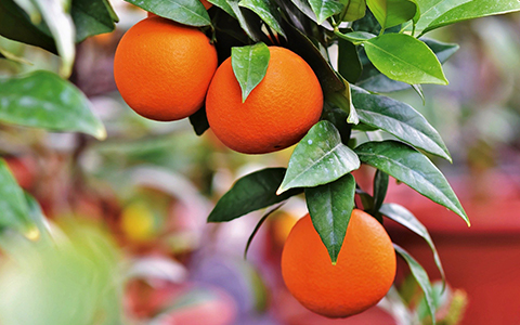 Grow and harvest fruit trees in your home