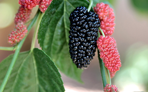 Grow everbearing mulberries indoors