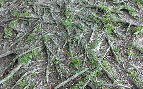 Overgrown invasive tree roots damage landscaping