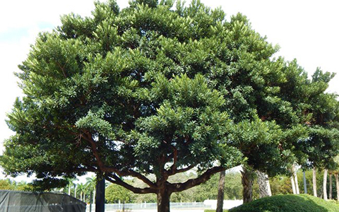 Japanese blueberry evergreen trees can suffer from disease and infestation