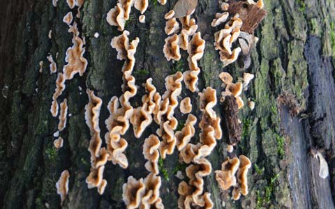 Laetiporus root rot kills elm trees by weakening roots near the root collar