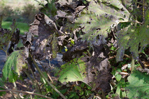 Leaves infected and blackened by fire blight