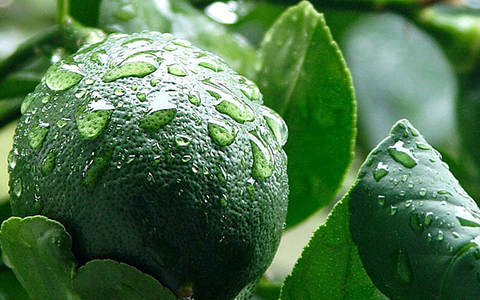 Grow lime trees Citrus aurantifolia indoors