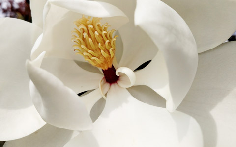 Magnolia grandiflora open white flower in spring