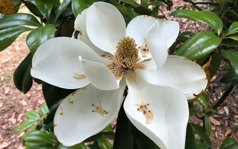 Magnolia grandiflora tree with open white flower