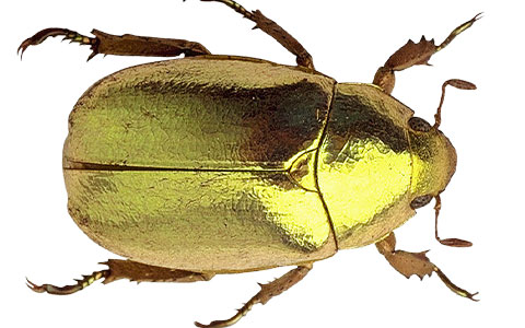 Buprestidae jewel beetle with metallic golden appearance