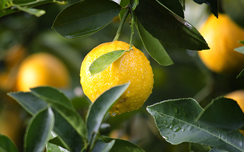 Grow Meyer lemon trees Citrus x meyeri indoors year round