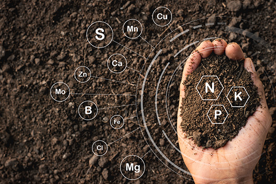nutrient release into surrounding soil