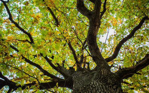 Healthy tree free from Bretziella fagacearum oak wilt disease
