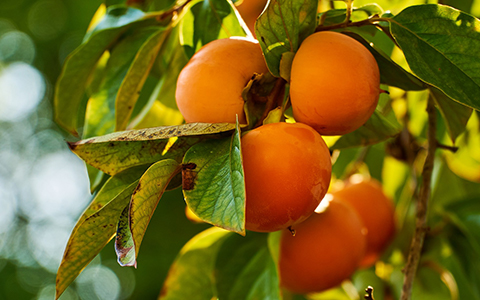 Standalone self pollinating fruit trees for alpharetta georgia include persimmon