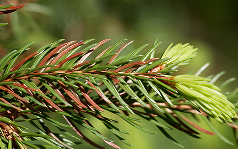Pine tree diseases include dothistroma septosporum