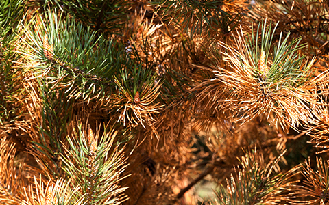 Pine tree diseases include sphaeropsis sapinea