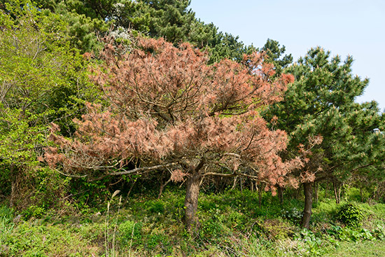pine wilt disease on dead tree