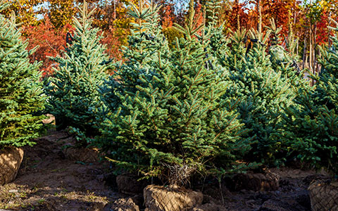 Selecting a potted christmas tree to plant after the holidays