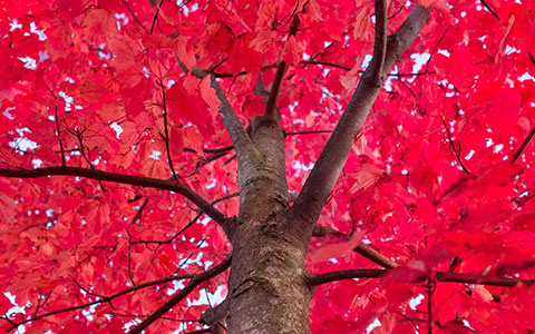 Red maple tree acer rubrum health and diseases
