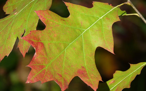 Red oak pointed leaves highly susceptible to Bretziella fagacearum
