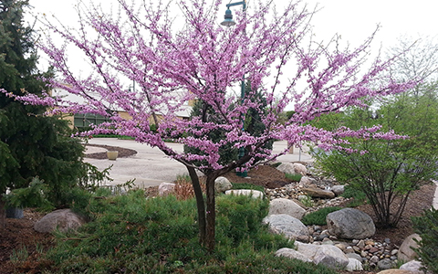 Small trees for tiny yards redbud