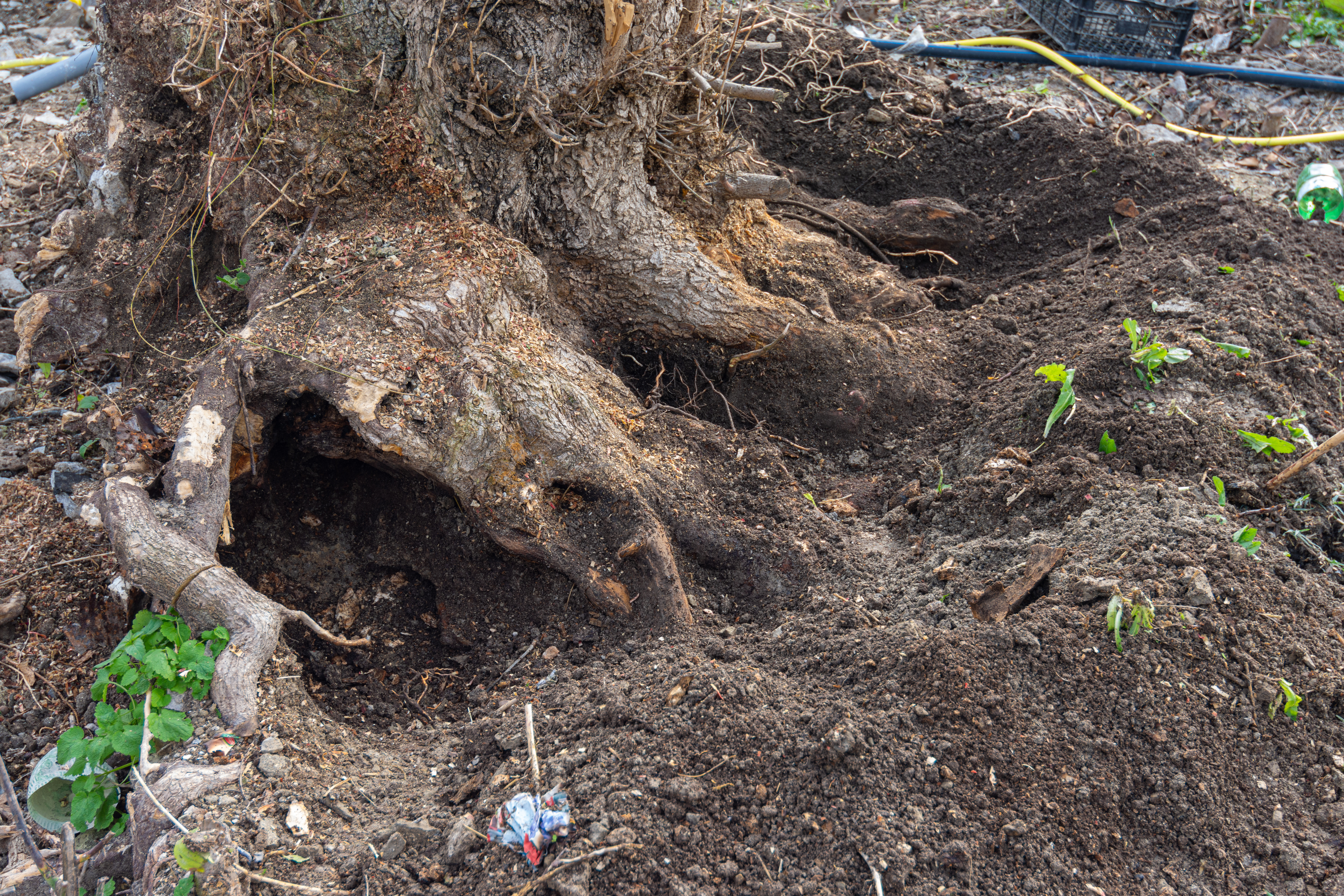 The roots of a large stump dug up for uprooting in the garden