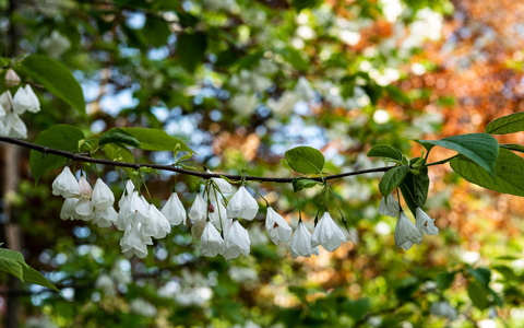 Silverbell flowering tree halesia carolina