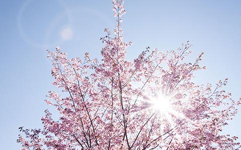 Spring tree care and maintenance for vigorous growth
