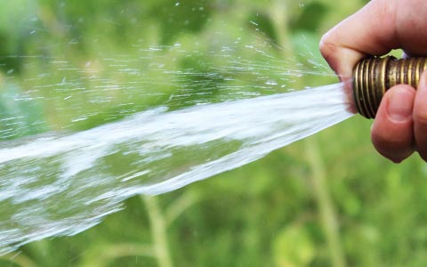 Spring tree care and maintenance watering for increased health