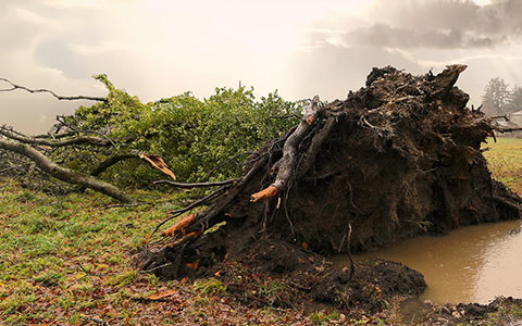 Severe weather can uproot and knock trees over this is known as windthrow one of many ways blowdown occurs