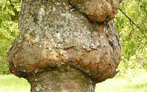 Canker disease swelling and girdling tree trunk