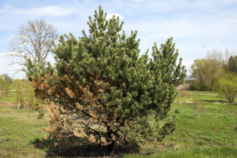 Spruce tree with dieback needs tree care
