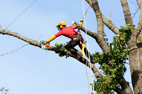 Tree trimming cutting and pruning by arborist