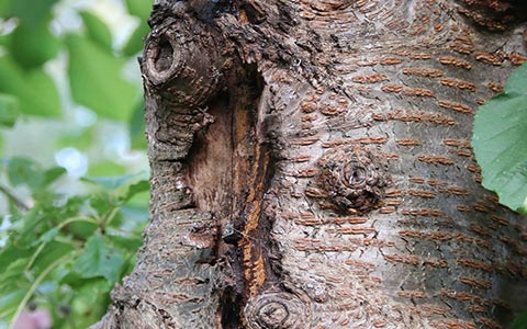 Canker from tree fungi on tree trunks and branches