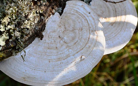 Tree fungi living off of decomposing heartwood producing mushroom conks