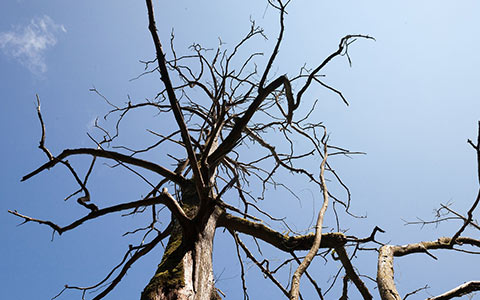 Trees dying from hydraulic failure can easily suffer blowdown in severe weather