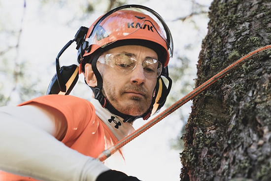 tree pruning safety concerns