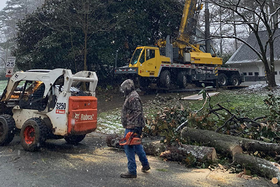 tree removal team in protective gear working in rainy weather