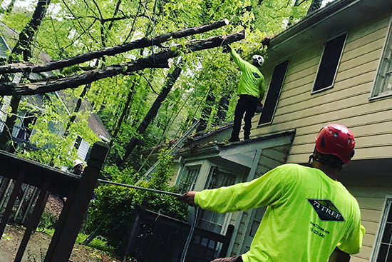 tree removal service performing a complex job