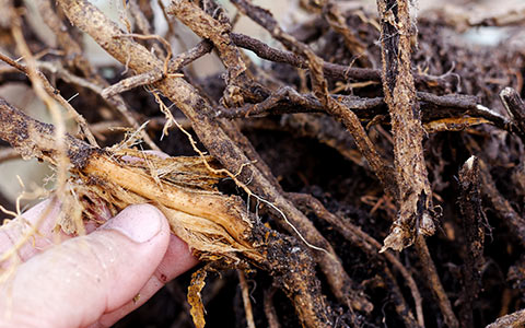 Root rot disease causes and identification