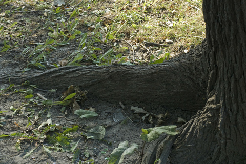 Alpharetta Ga tree roots