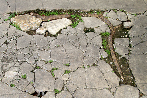 Invasive tree roots buckling and cracking concrete driveway