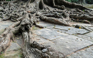 How To Avoid Invasive Tree Roots Destroying Your Landscape