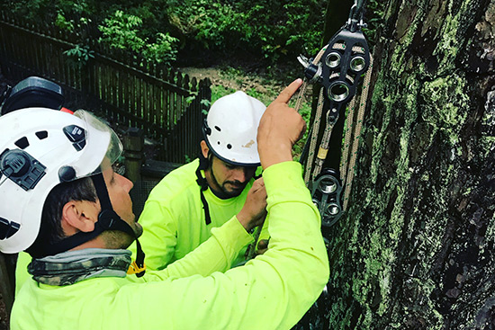 professional tree removal service with trained and experienced arborists using safety gear