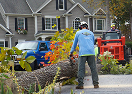 tree service roswell ga removal services