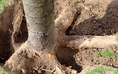 Exposing tree roots to cut them and remove the stump