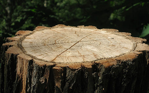 Tree stump freshly cut