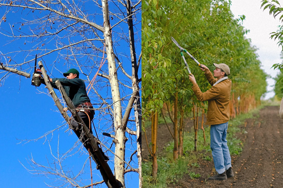 tree trimming vs pruning