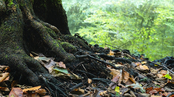 tree with exposed roots, showing the silent threat of weakened roots
