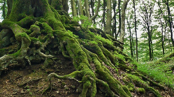 tree with visible roots and trunk