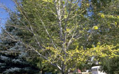 Tree diseases cause severe damage to branches foliage and fruit like verticillium wilt