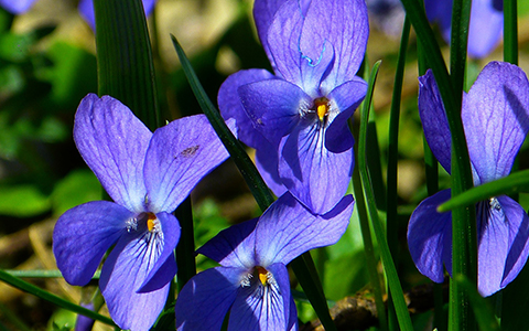 Violet flower species are tolerant to juglone